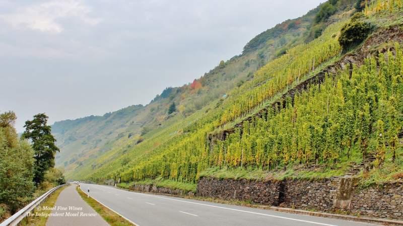 Enkircher Ellergrub | Vineyard | Weinberg | Terroir | Picture | Bild