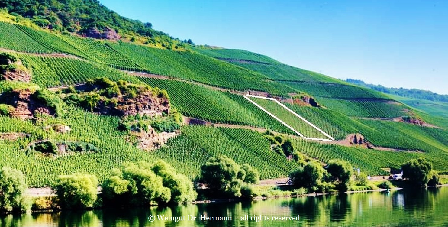 Vineyard Photo | Erdener Treppchen | Mosel