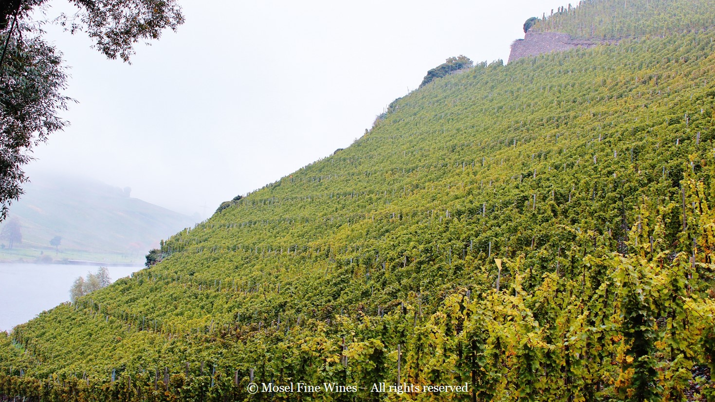 Vineyard Photo | Wintricher Ohligsberg | Mosel