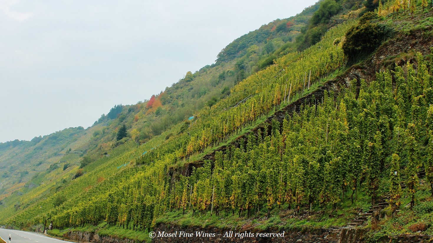 Weingut Immich-Batterieberg | Enkircher Ellergrub | Vineyard Picture