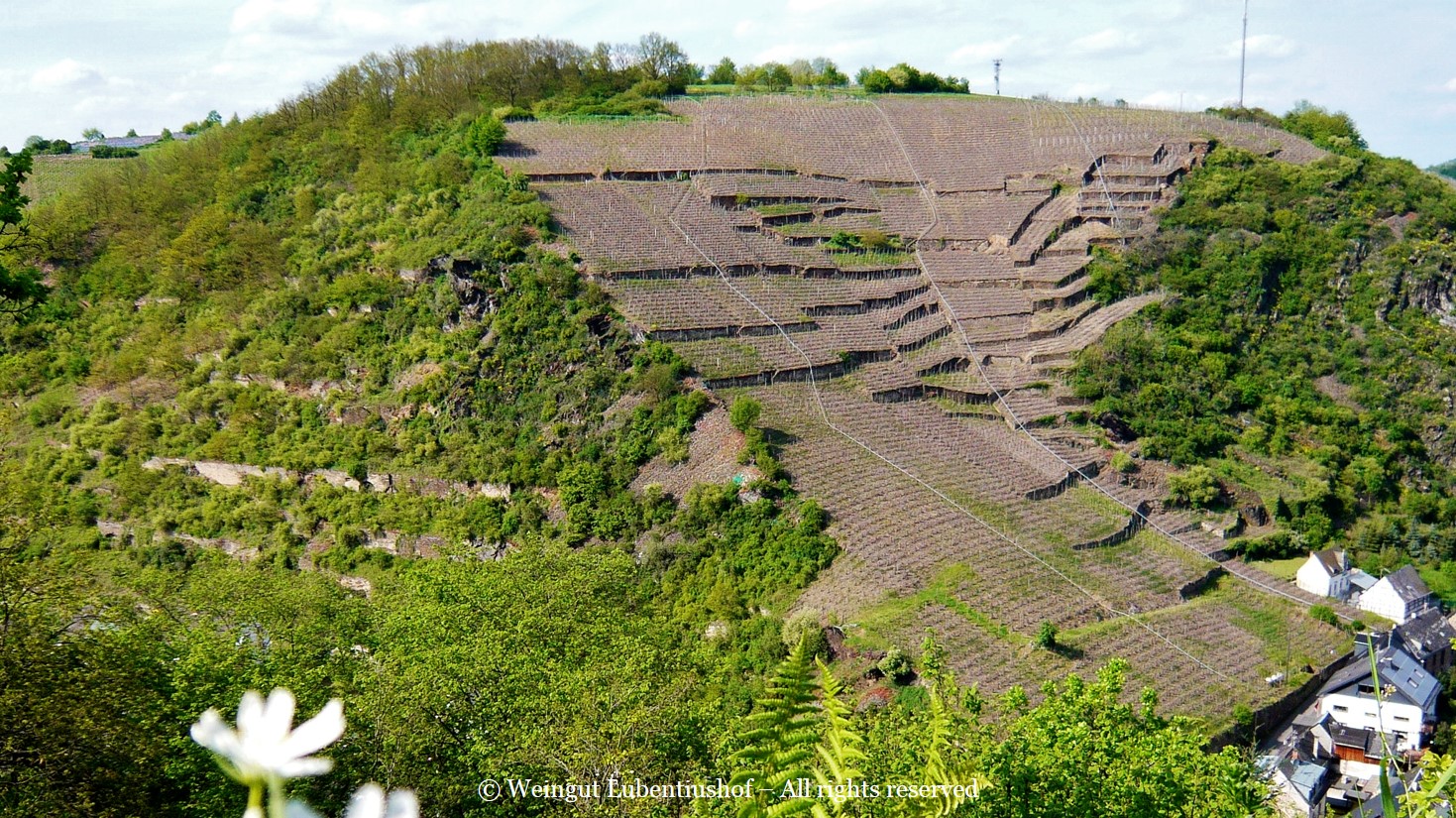 Weingut Lubentiushof | Gondorfer Gäns | Vineyard Picture