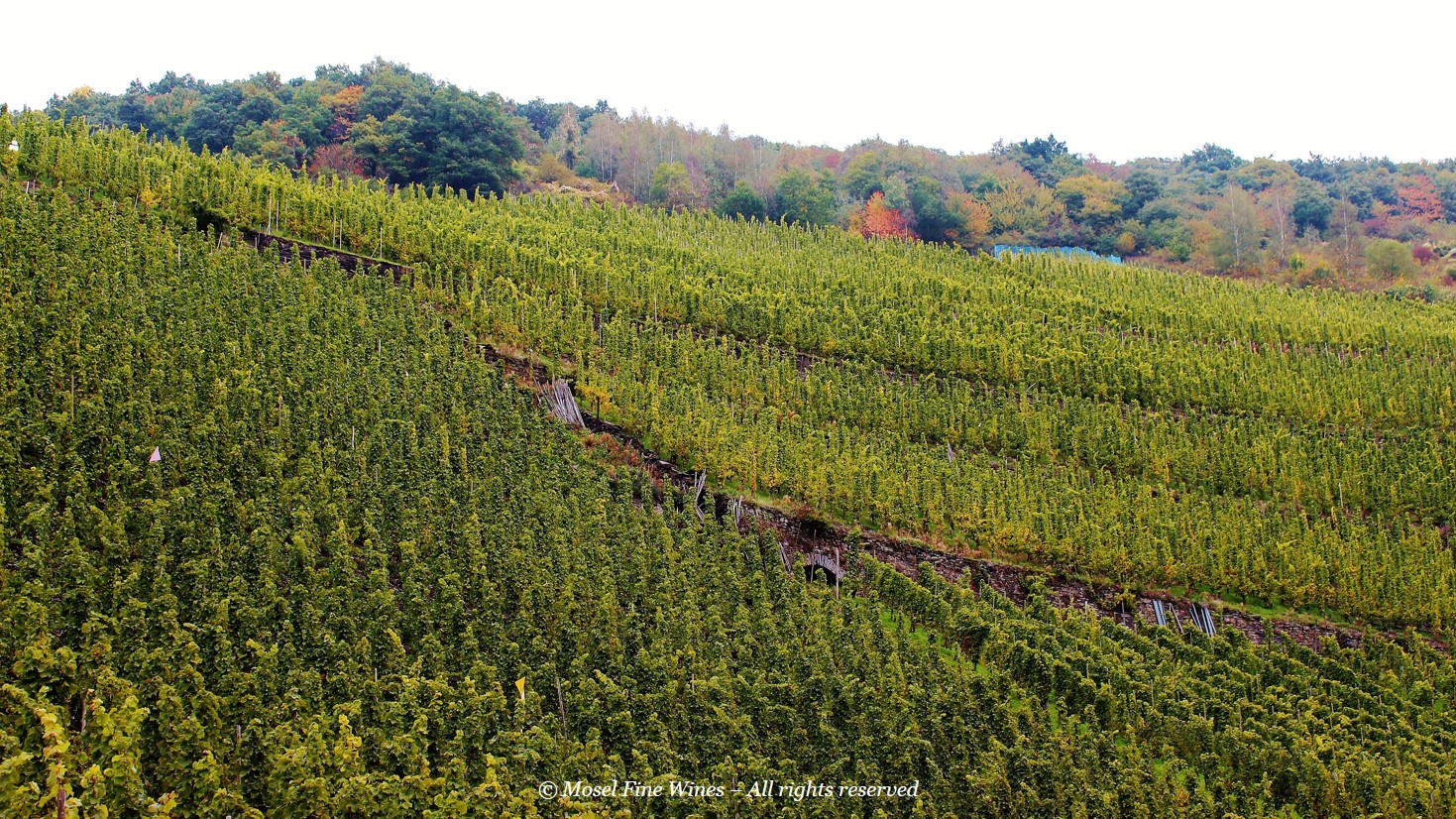 Weingut Martin Müllen | Trarbacher Hühnerberg | Vineyard Picture