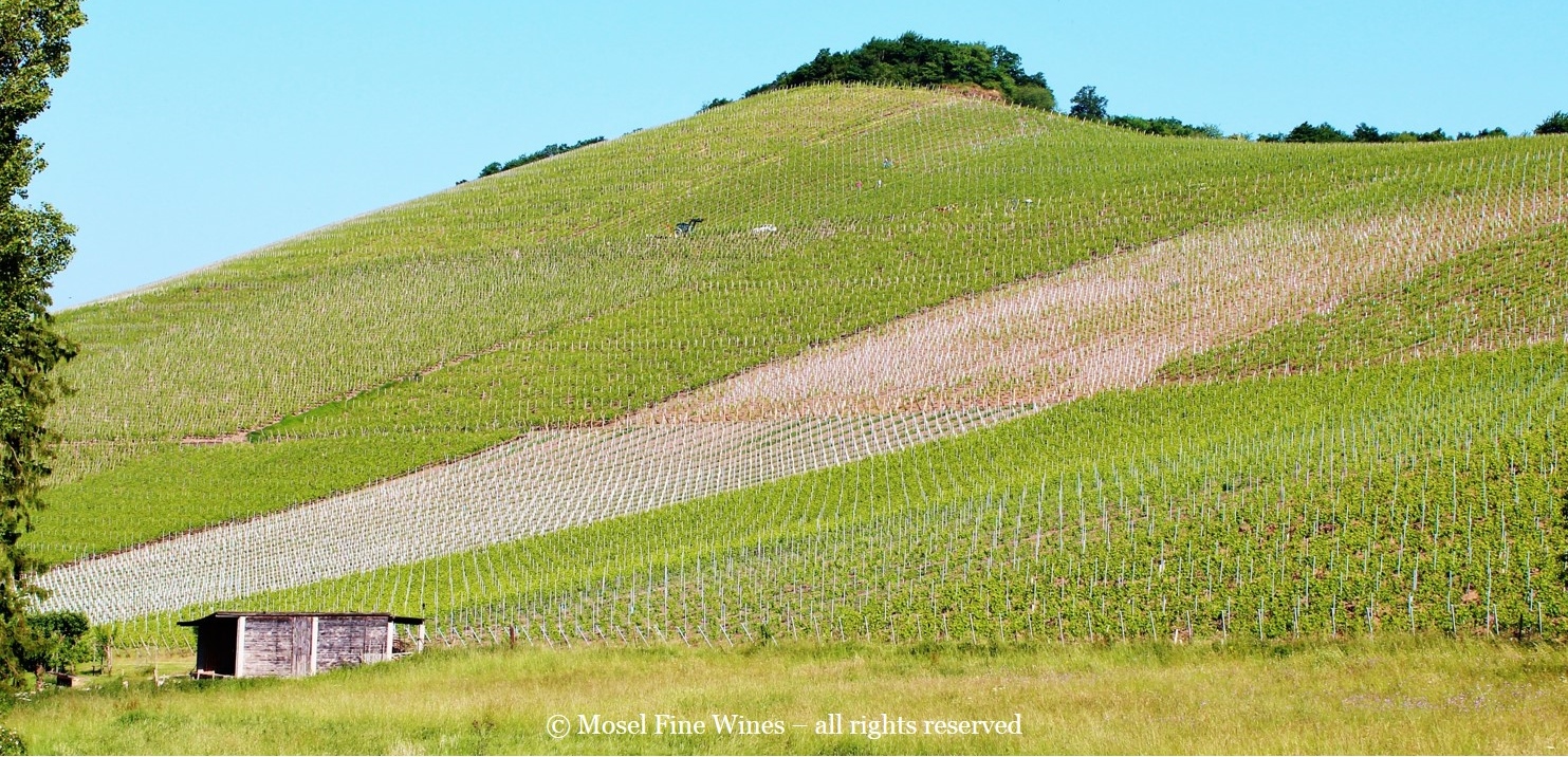 Scharzhofberger Vineyard in the Saar