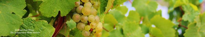 2015 Vintage | Mosel | Riesling | Mosaic | Picture | Bild