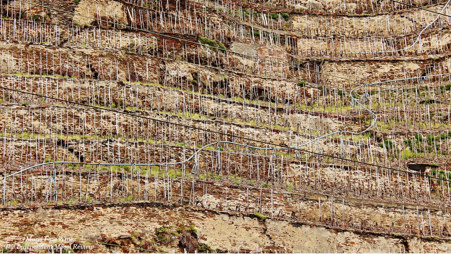 Weingut Knebel | Winningen | Winninger Hamm | Terraced vineyard | Terrassen Weinberg | Picture | Bild