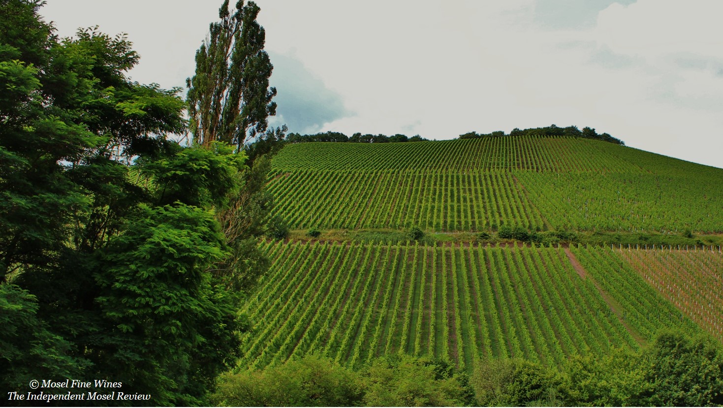 Weingut Van Volxem | Scharzhofberger | Vineyard Picture