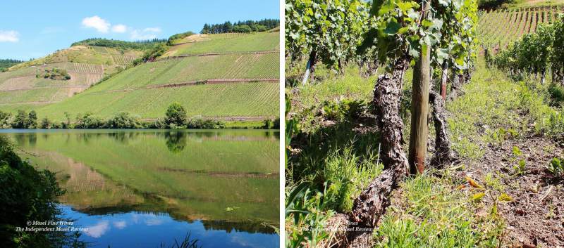 Longuicher Maximiner Herrenberg | Vineyard | Weinberg | Terroir | Picture | Bild