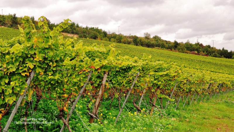 Weingut Koehler-Ruprecht | Kallstadt | Saumagen | Grosse Lage | Bild