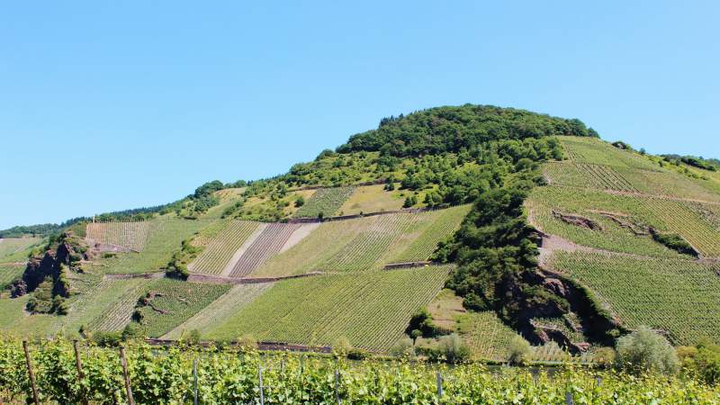 Weingut Reinhold Haart | Wintrich | | Ohligsberg | Grosse Lage | Bild