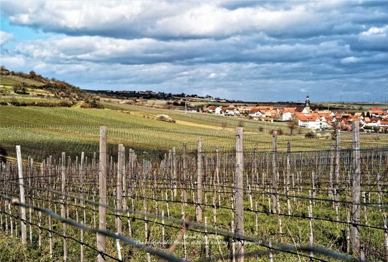 Kallstader Saumagen | Vineyard | Weinberg | Terroir | Picture | Bild