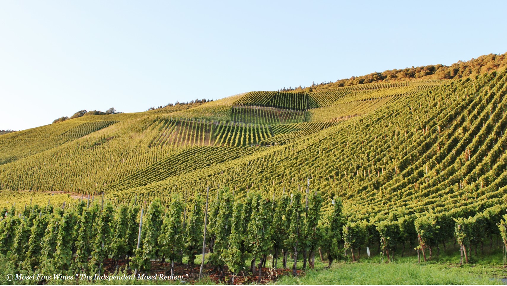 2017 Mosel Vintage Report Small but Beautiful