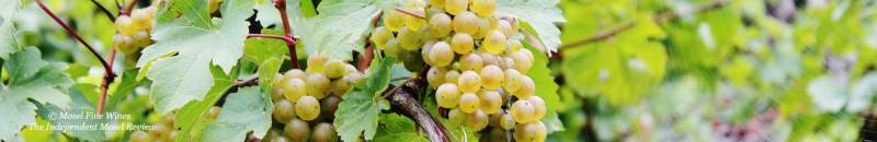 2017 Mosel Vintage | Mosel Jahrgang 2017 | Harvest | Picture | Bild