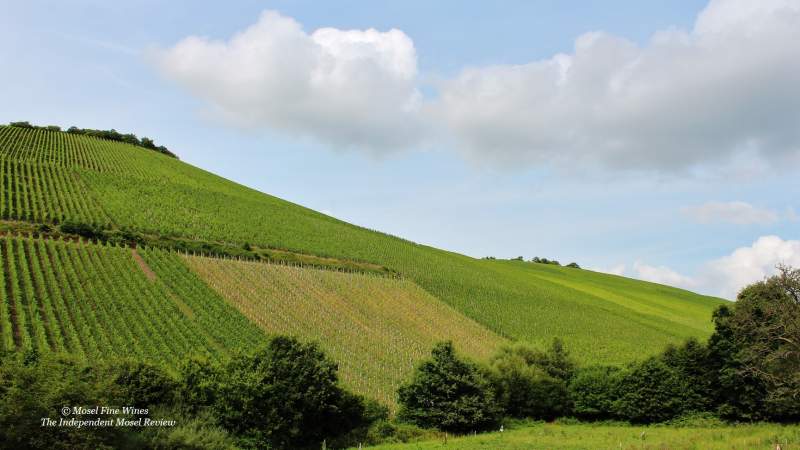 Scharzhofberg | Vineyard | Weinberg | Terroir | Picture | Bild