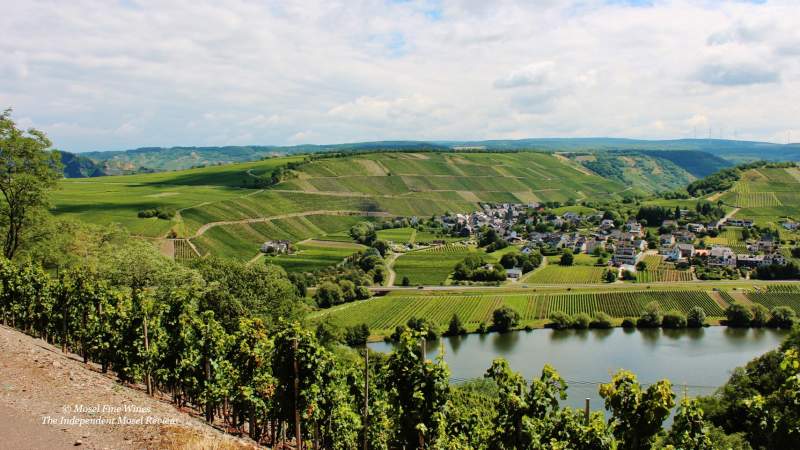 Dhroner Hofberg | Vineyard | Weinberg | Terroir | Picture | Bild