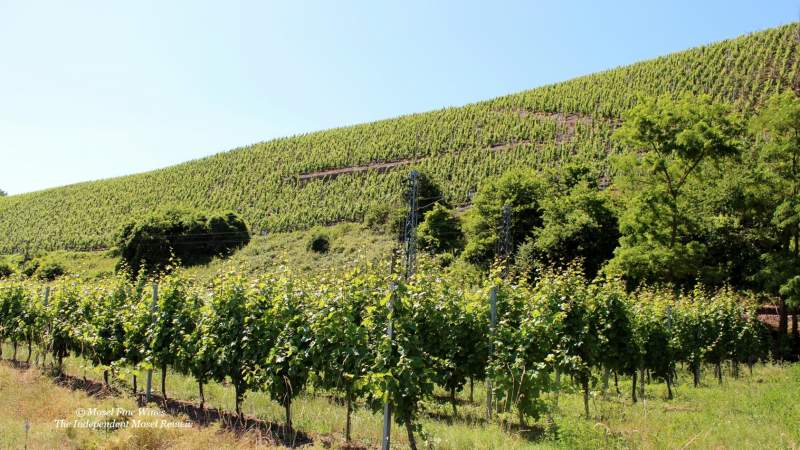 Kanzemer Altenberg | Vineyard | Weinberg | Terroir | Picture | Bild