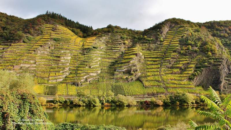 Winninger Uhlen | Vineyard | Weinberg | Terroir | Picture | Bild