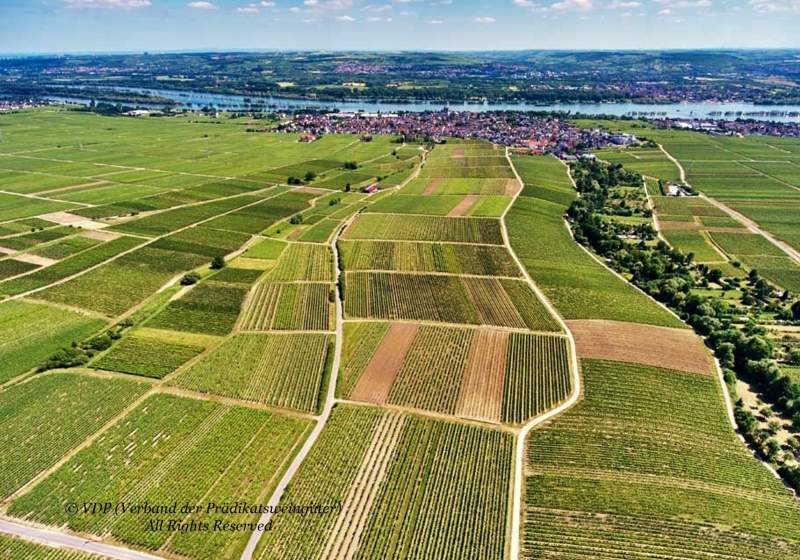 Oestricher Lenchen | Vineyard | Weinberg | Terroir | Picture | Bild