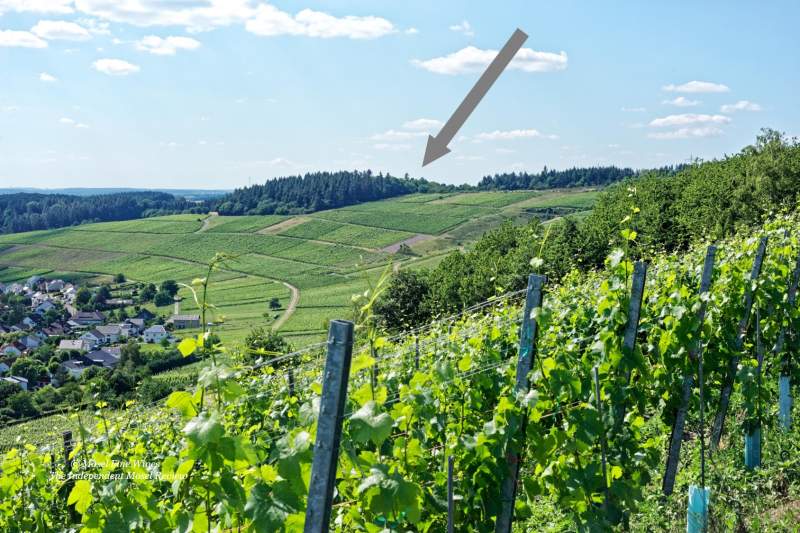 Niedermenniger Herrenberg | Vineyard | Weinberg | Terroir | Picture | Bild