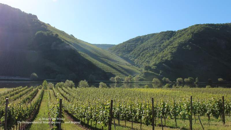 Wintricher Ohligsberg | Vineyard | Weinberg | Terroir | Picture | Bild