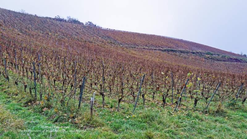 Münster | Im Pitterberg | Vineyard | Weinberg | Terroir | Picture | Bild