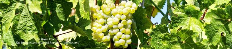2020 Vintage | Mosel | Riesling | Picture | Bild
