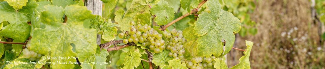 2021 Vintage | Mosel | Riesling | Picture | Bild
