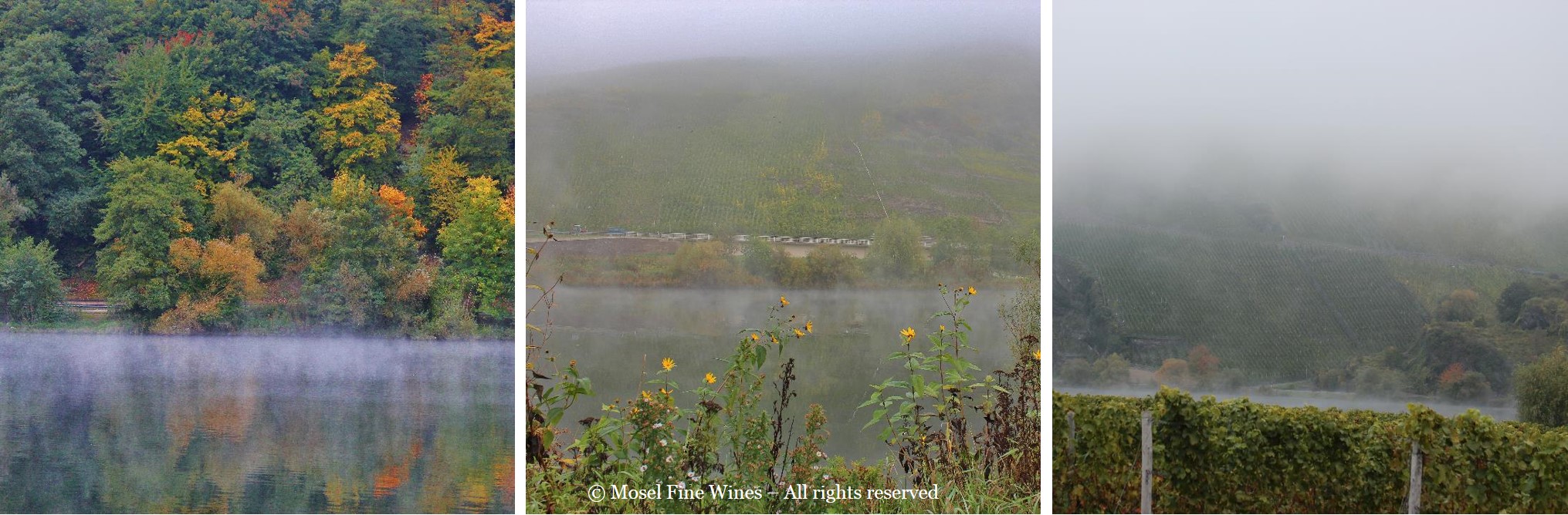 Mosel Harvest - Views of the River