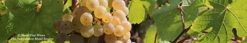 2018 Vintage Report | Mosel | Riesling | Wine | Picture