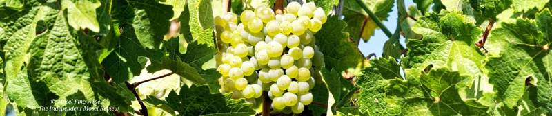 2020 Vintage Report | Mosel | Riesling | Wine | Picture
