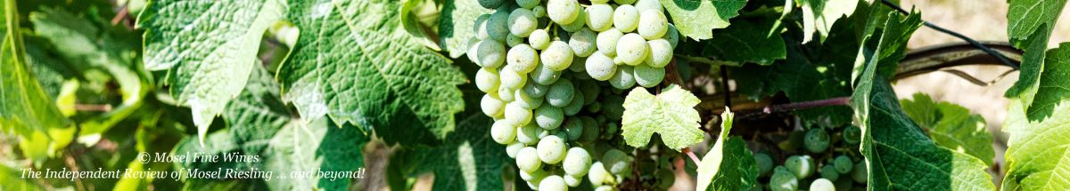 2022 Vintage Report | Mosel | Riesling | Wine | Picture