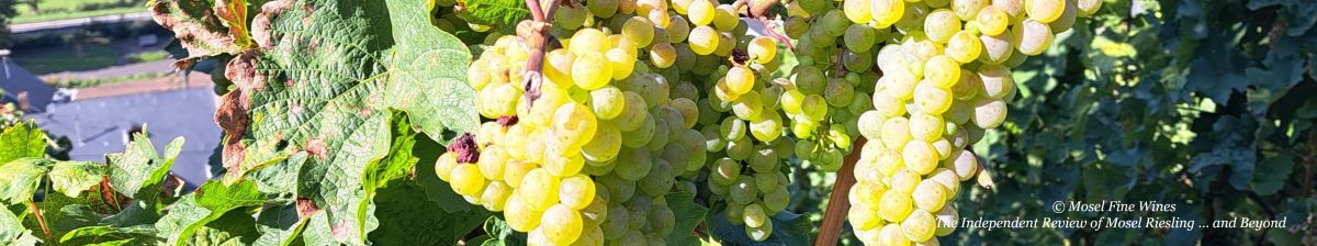 2023 Vintage Report | Mosel | Riesling | Wine | Picture