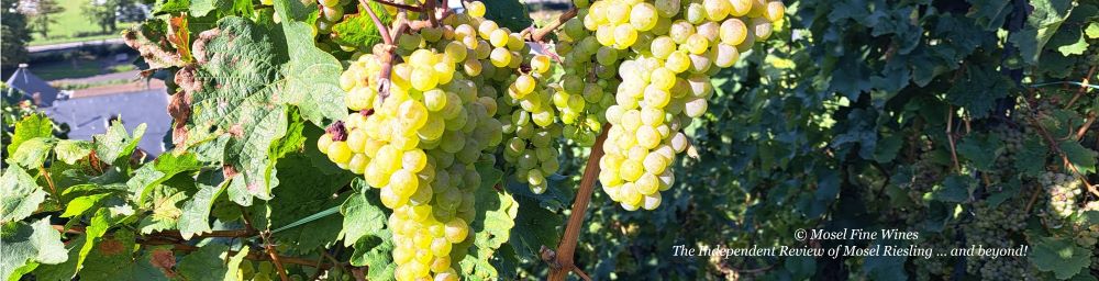 2023 Vintage Report | Mosel | Riesling | Wine | Picture