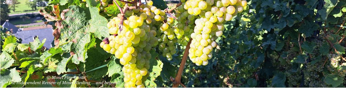 2023 Vintage Report | Mosel | Riesling | Wine | Picture