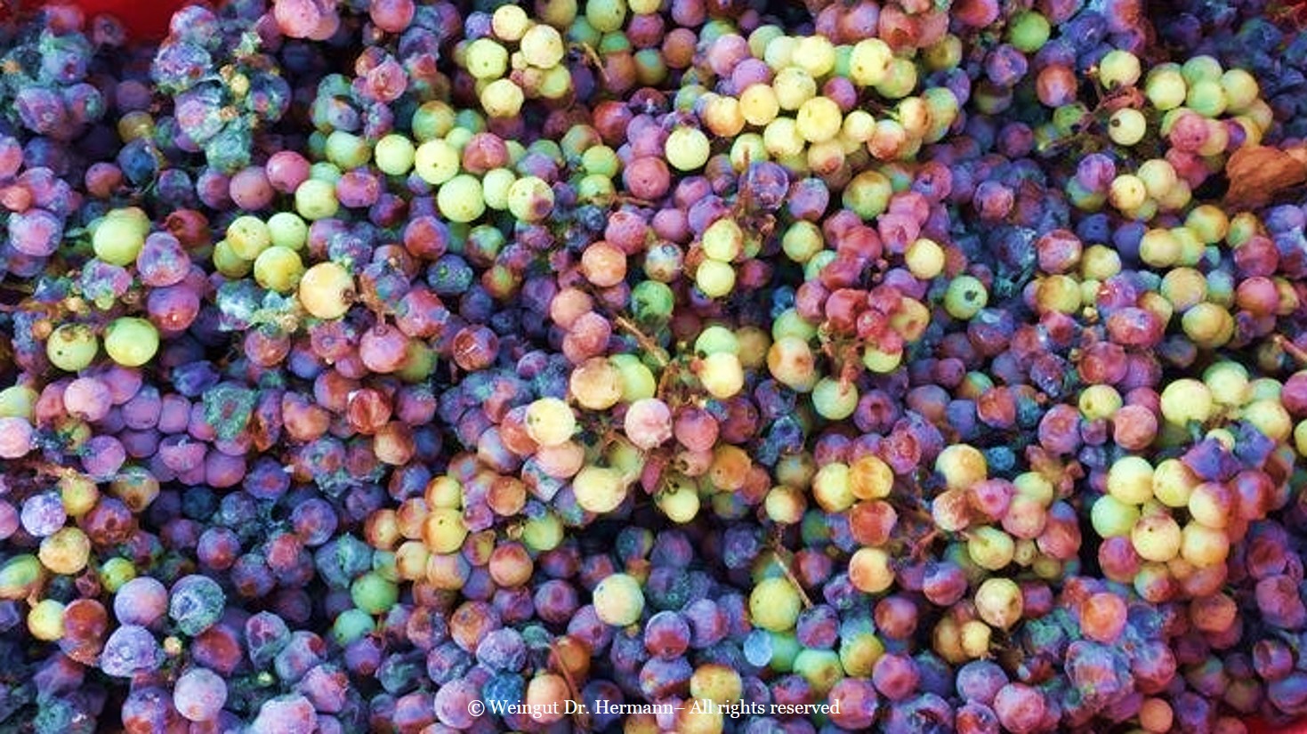 Eiswein Grapes - Harvest 2015 - Weingut Dr. Hermann