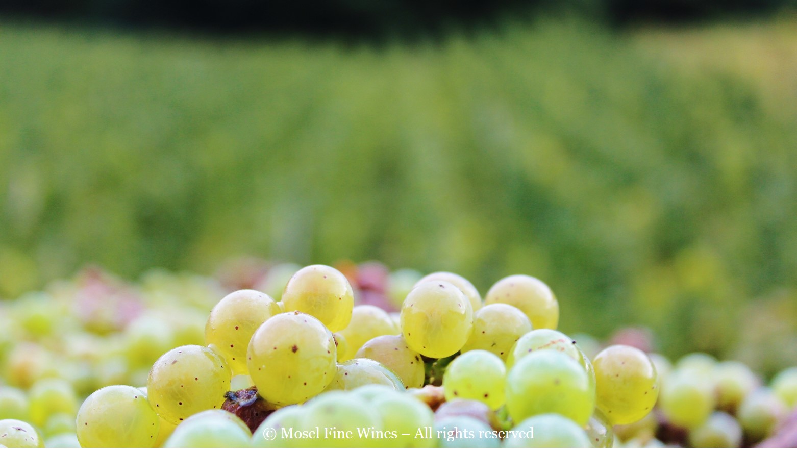 Mosel Vintage 2015 | Beautiful Riesling Grapes